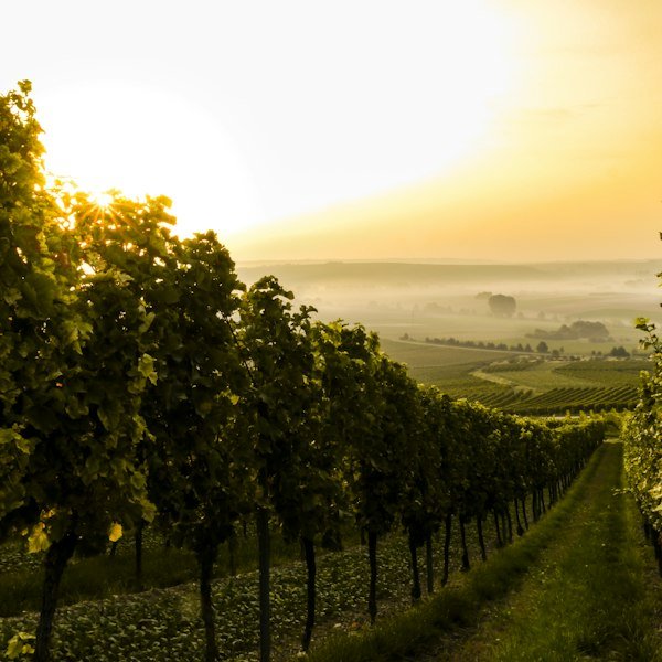 Vineyard rows at golden hour
